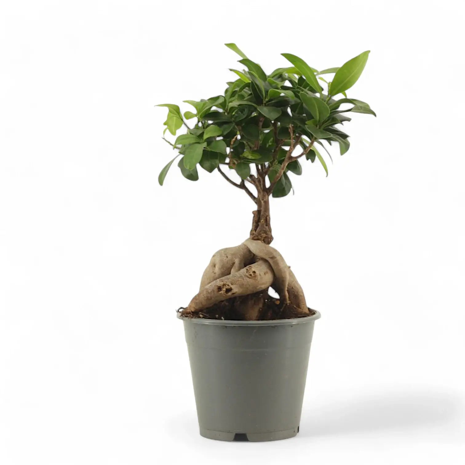 Ficus microcarpa 'Ginseng' – Topfpflanze im Kulturtopf vor weißem Hintergrund, Produktfoto 14.