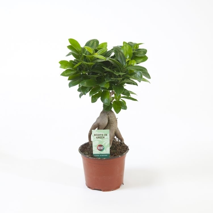 Ficus microcarpa 'Ginseng' – Topfpflanze im Kulturtopf vor weißem Hintergrund, Produktfoto 3.