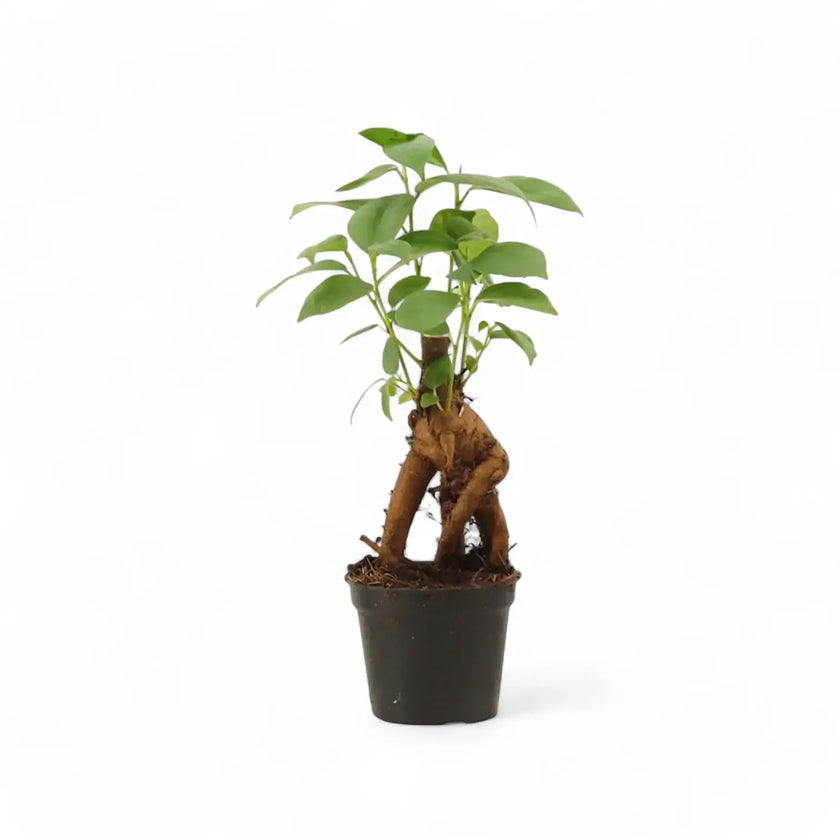 Ficus microcarpa 'Ginseng' – Topfpflanze im Kulturtopf vor weißem Hintergrund, Produktfoto 4.