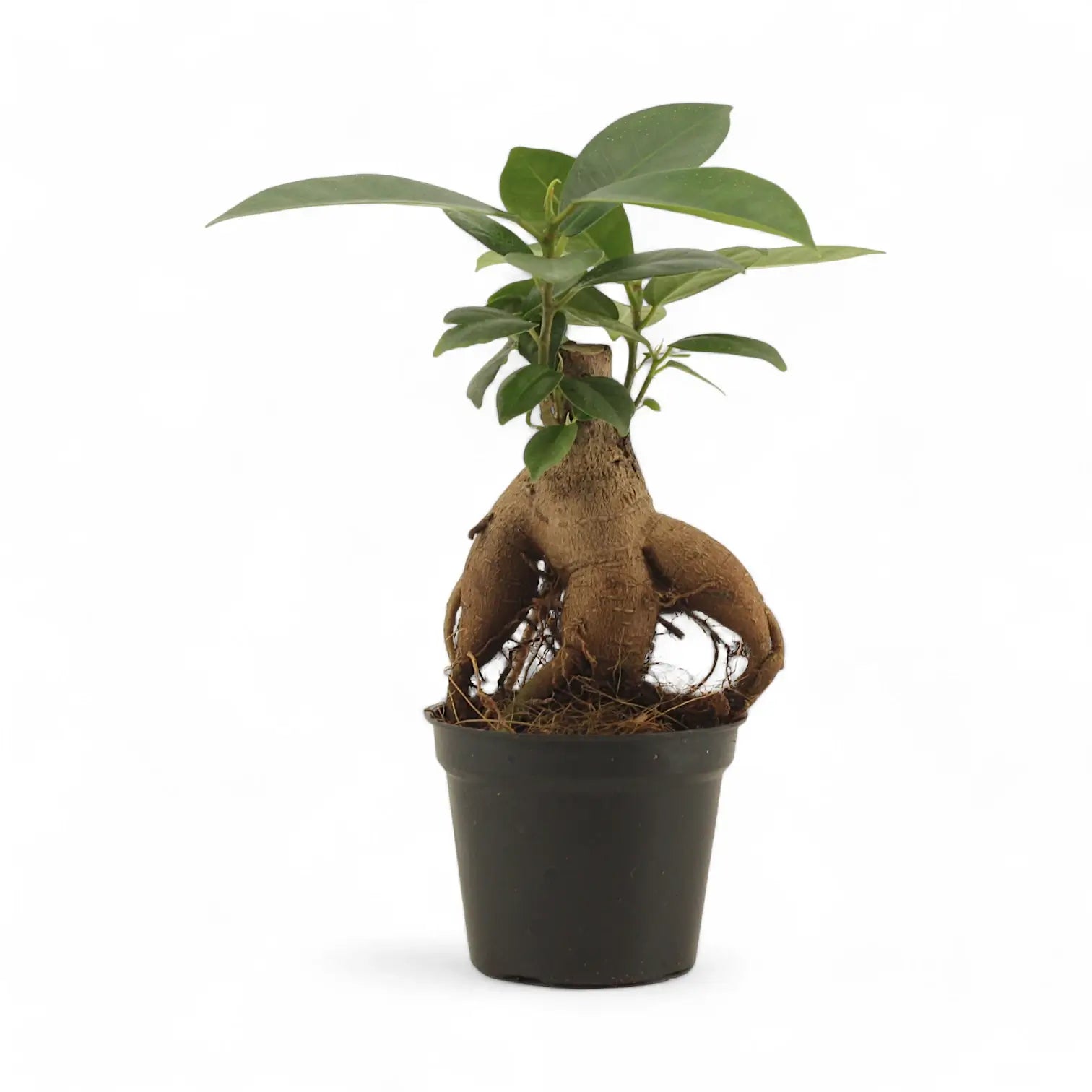 Ficus microcarpa 'Ginseng' – Topfpflanze im Kulturtopf vor weißem Hintergrund, Produktfoto 9.
