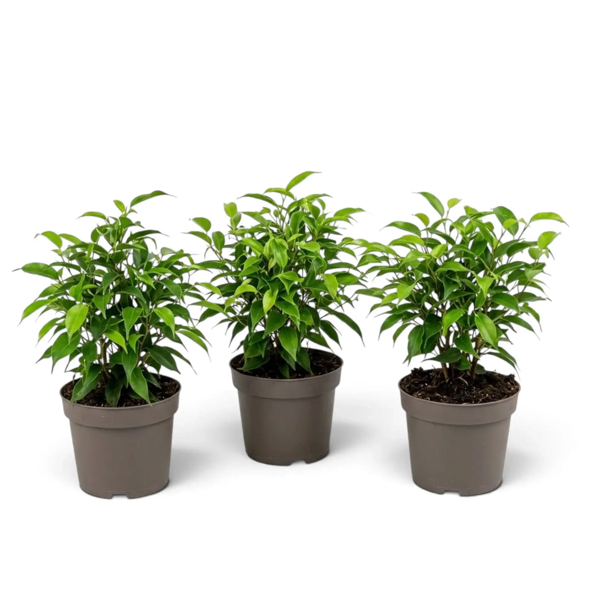 Drei kompakte Ficus benjamina 'Natasja' mit dichtem, glänzend grünem Laub