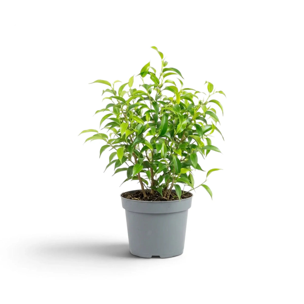 Ficus benjamina 'Natasja' im Topf mit schlanker, aufrechter Krone aus spitz zulaufenden Blättern