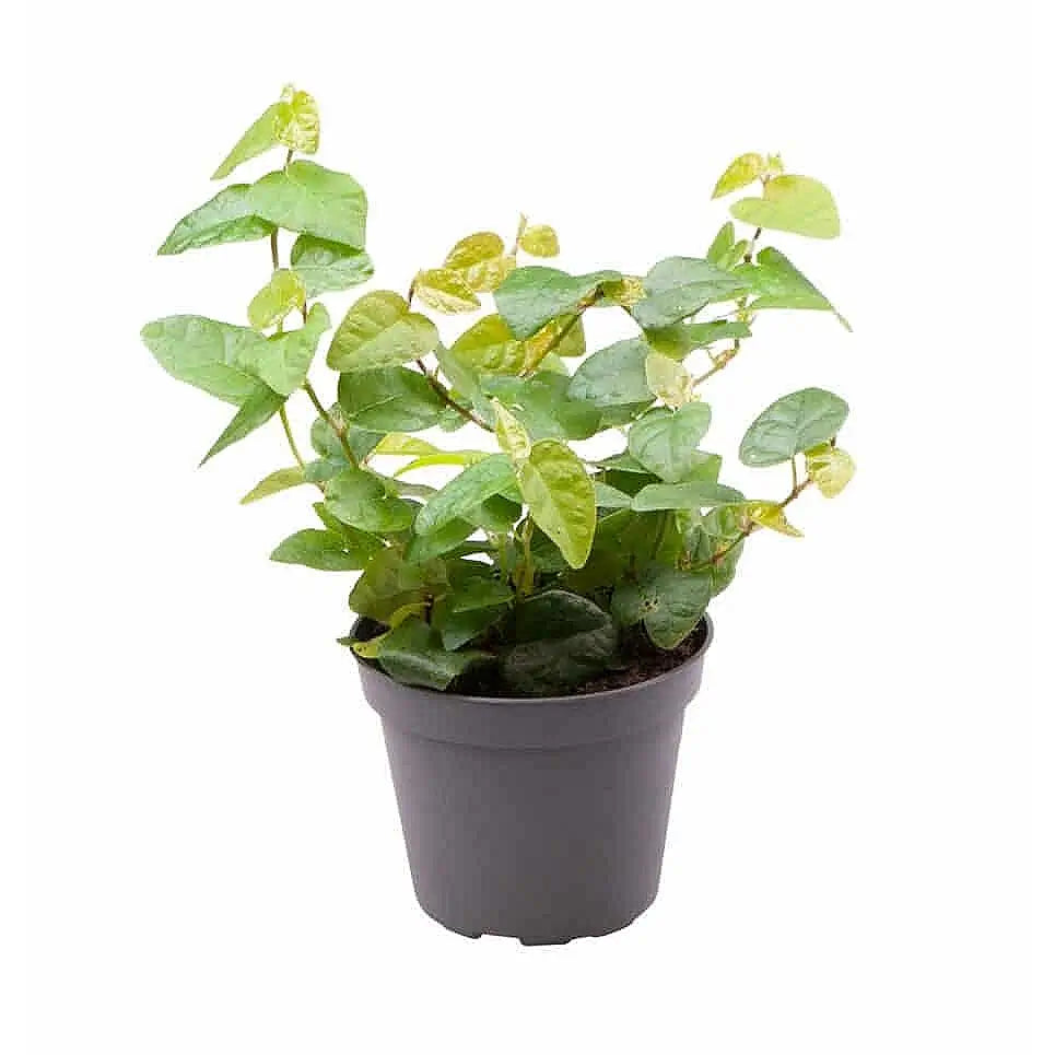 Ficus pumila 'Arina' potted plant in nursery pot on white background.