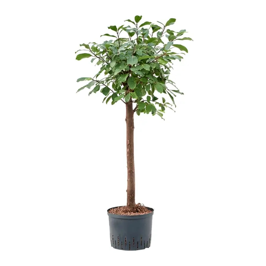 Ficus reflexa potted plant in nursery pot on white background.