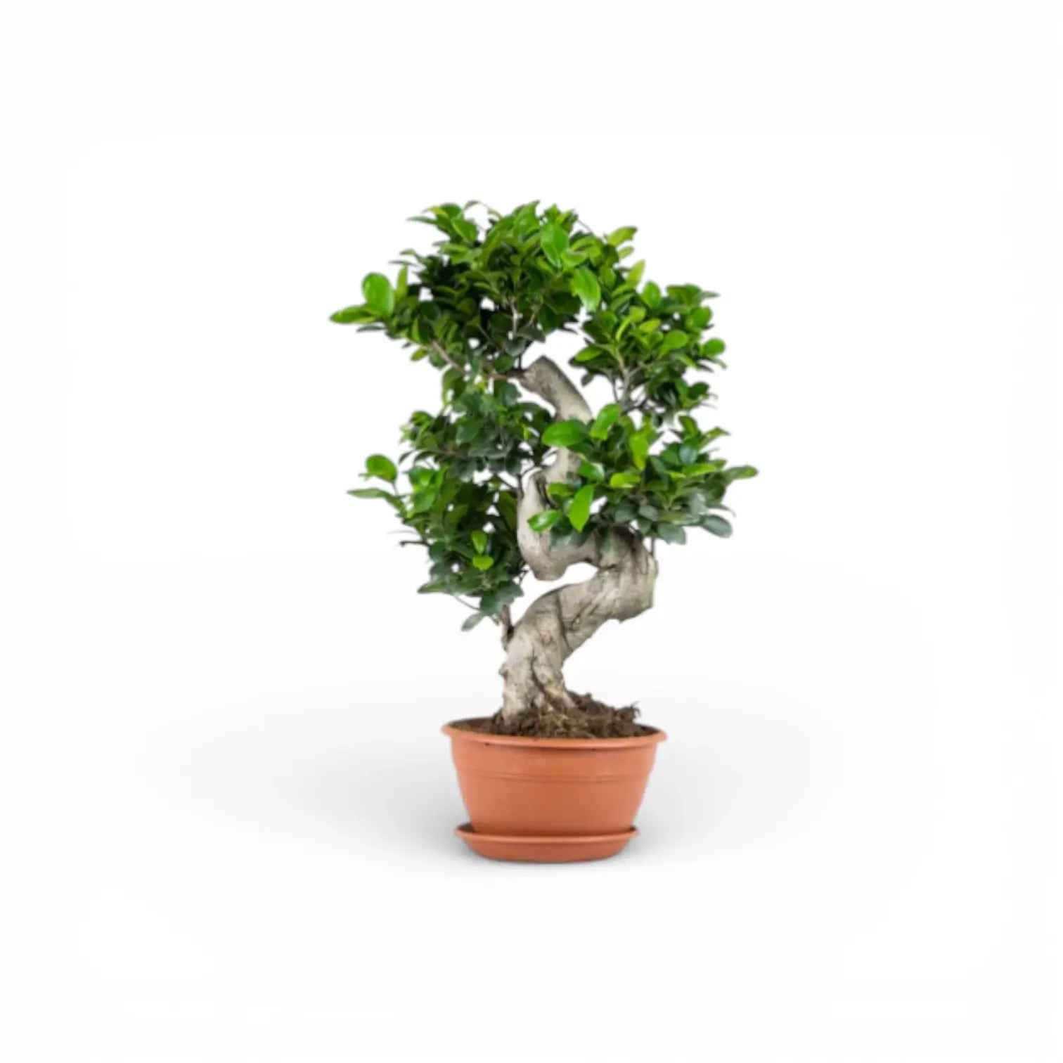 Ficus microcarpa 'Ginseng' potted houseplant in nursery pot on white background, product photo 2.