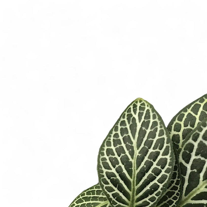 Nahaufnahme eines Blatts von Fittonia albivenis vor weißem Hintergrund.