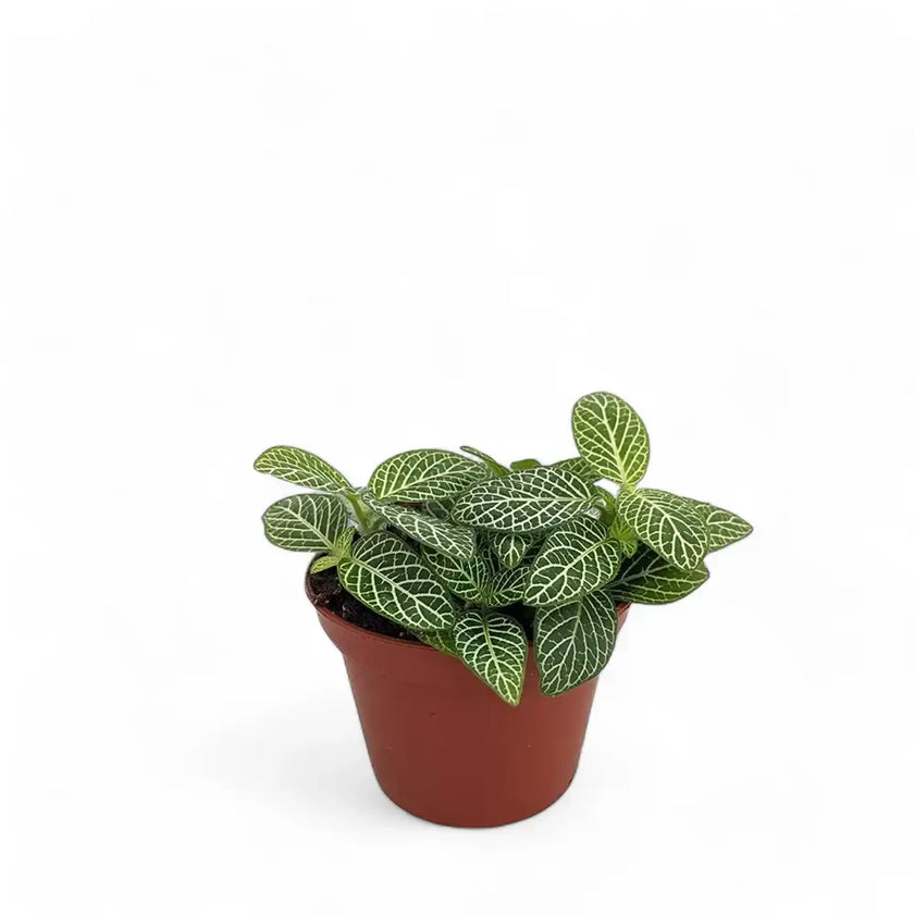Fittonia albivenis – Topfpflanze im Kulturtopf vor weißem Hintergrund, Produktfoto 2.