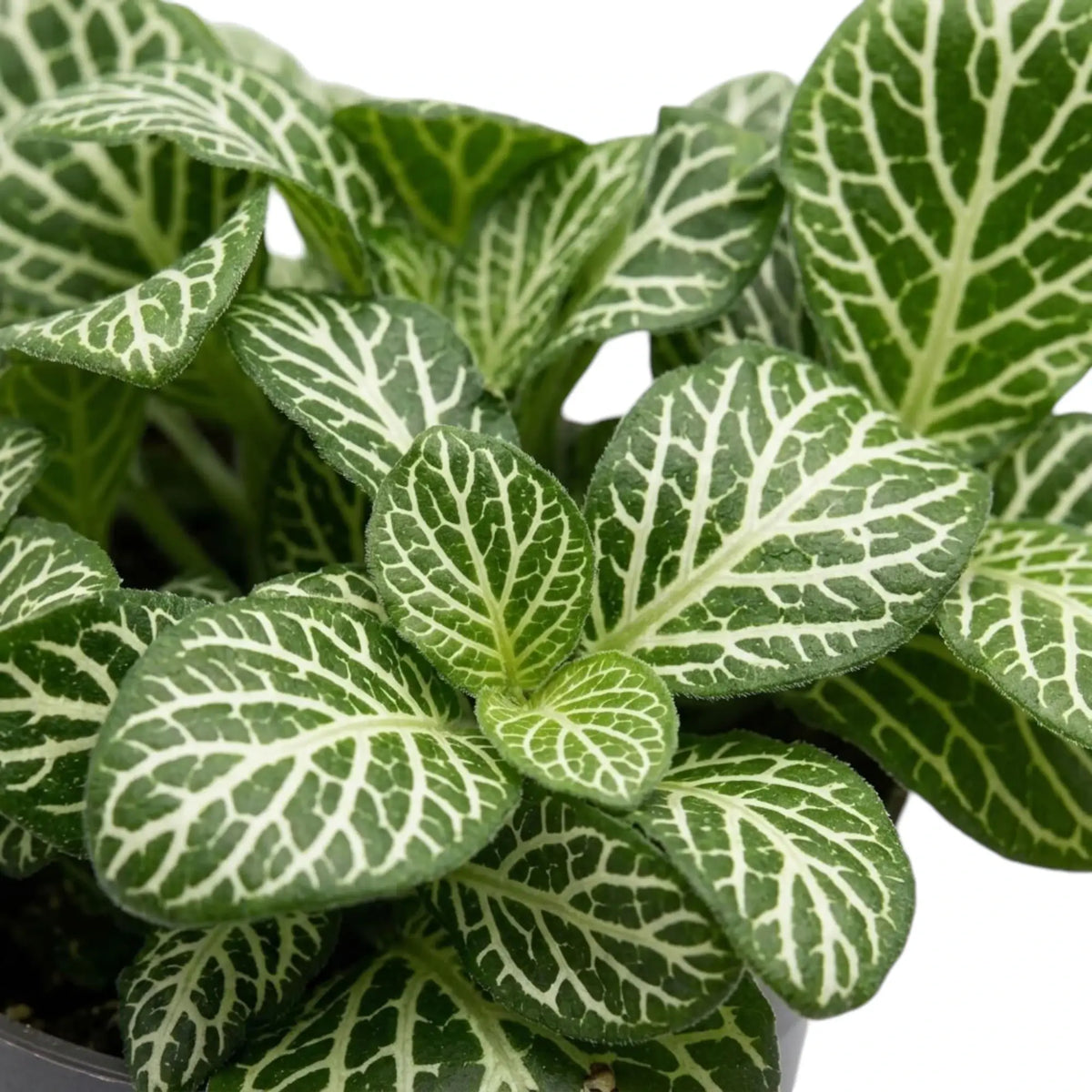 Close-up of overlapping Fittonia albivenis leaves marked by contrasting white venation