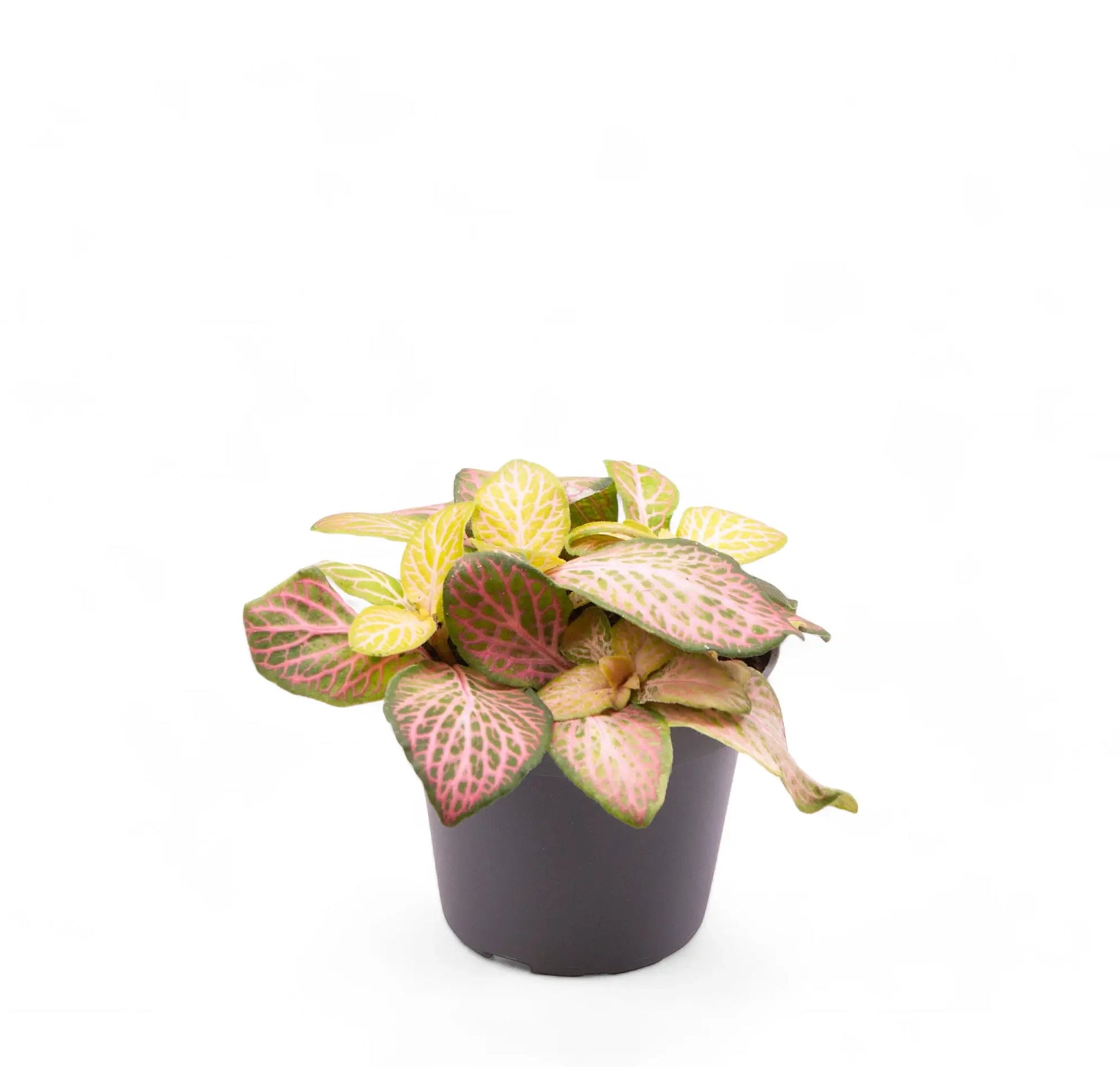 Fittonia albivenis 'Pink Ruby' ('Pink Specik') potted plant in nursery pot on white background.