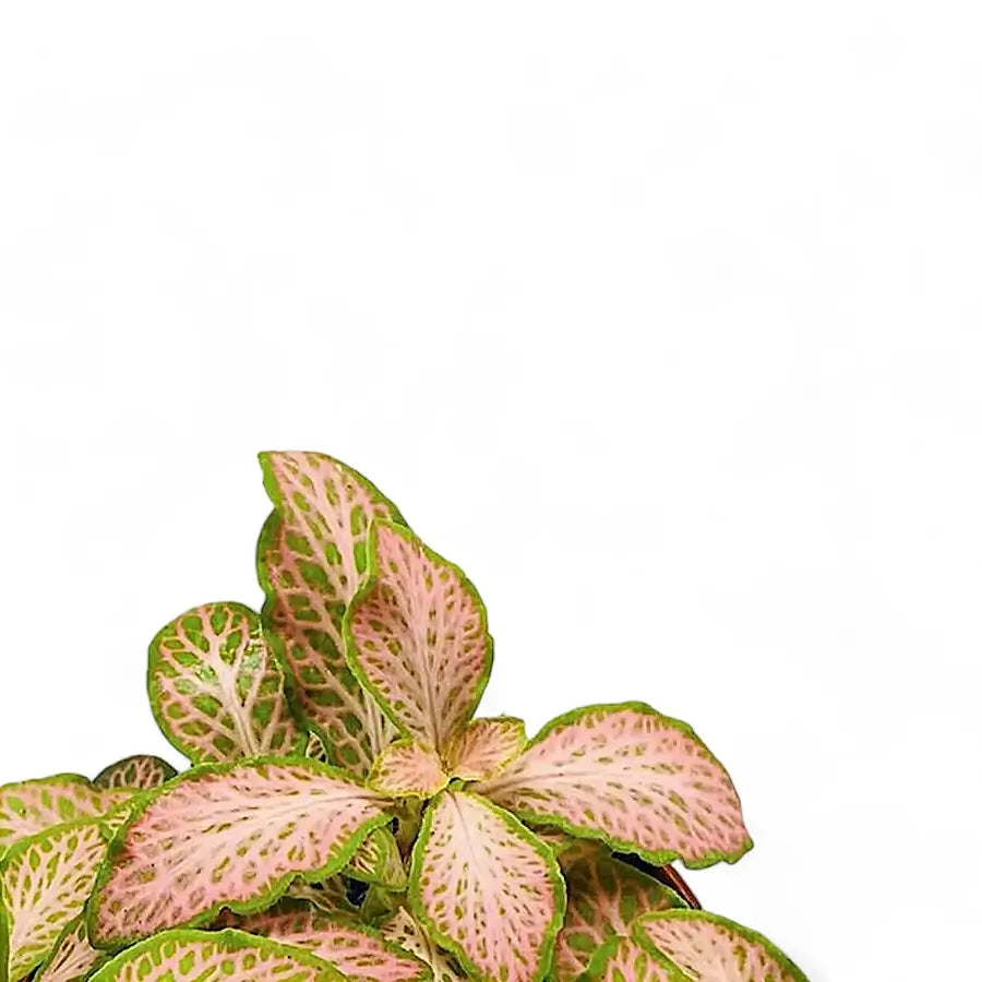 Fittonia albivenis 'Pink Ruby' ('Pink Specik') potted plant in nursery pot on white background.