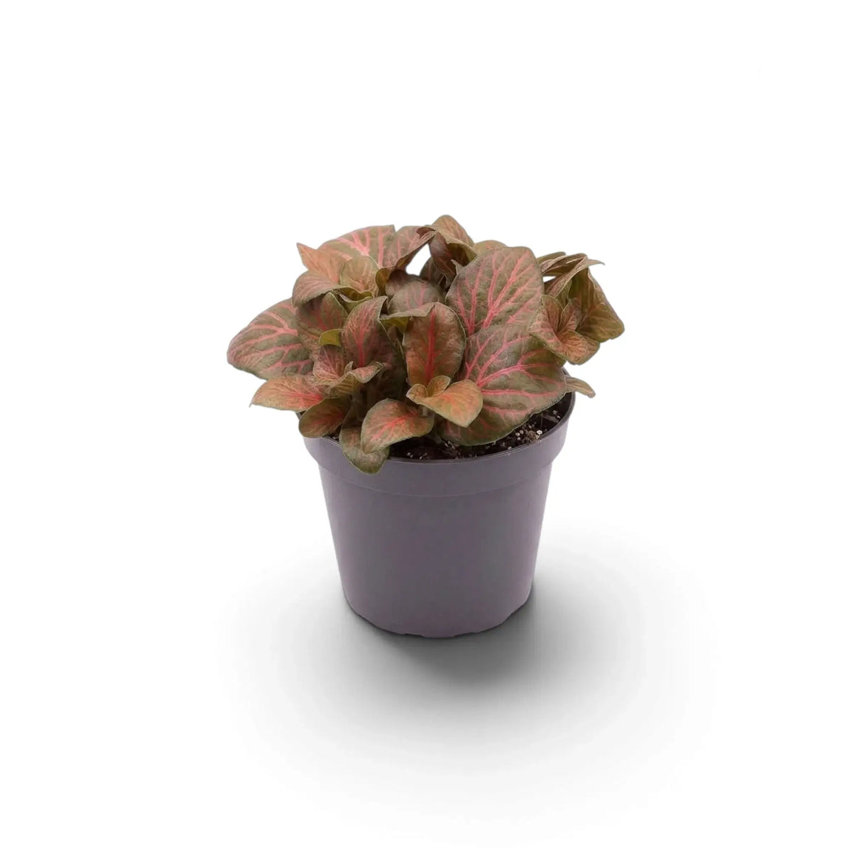 Small potted Fittonia 'Joly Josan Red' with pink and muted green leaves
