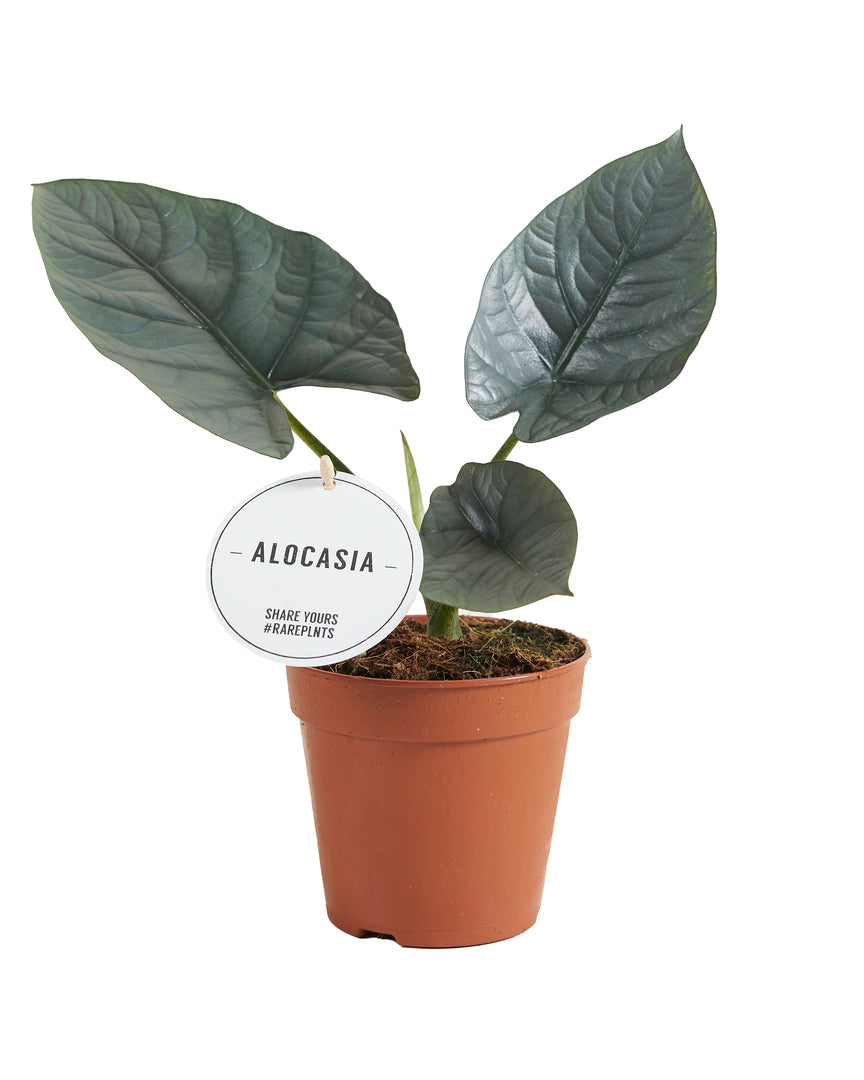 Alocasia nebula 'Silver' ('Black Diamond') potted houseplant in nursery pot on white background, product photo 3.