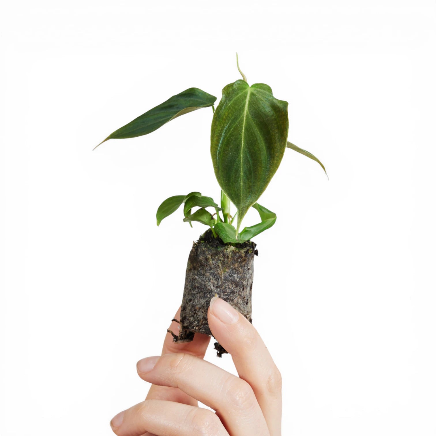 Philodendron 'Glorious' (gloriosum x melanochrysum) potted plant in nursery pot on white background.