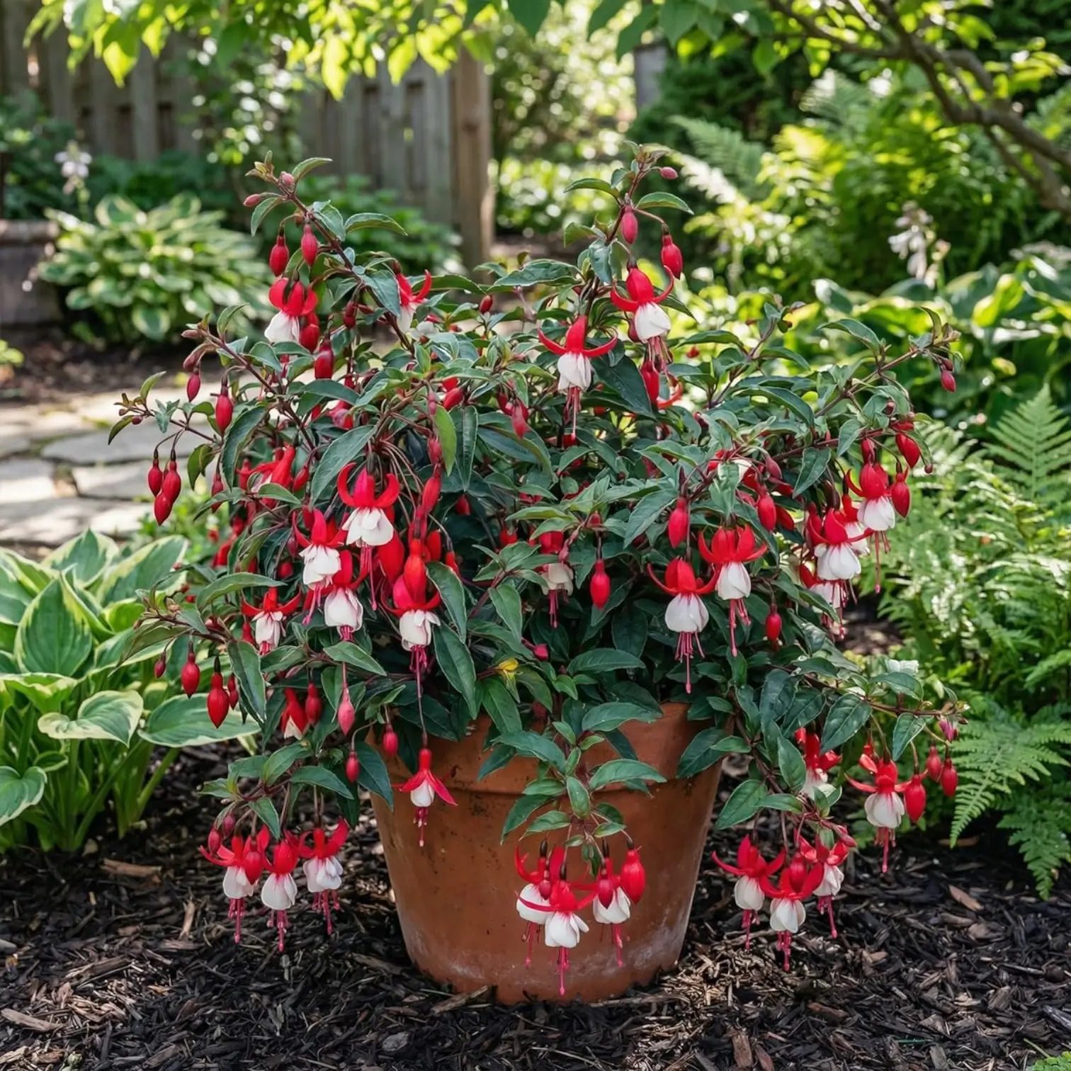 Fuchsia 'Madame Cornelissen' detail shot.