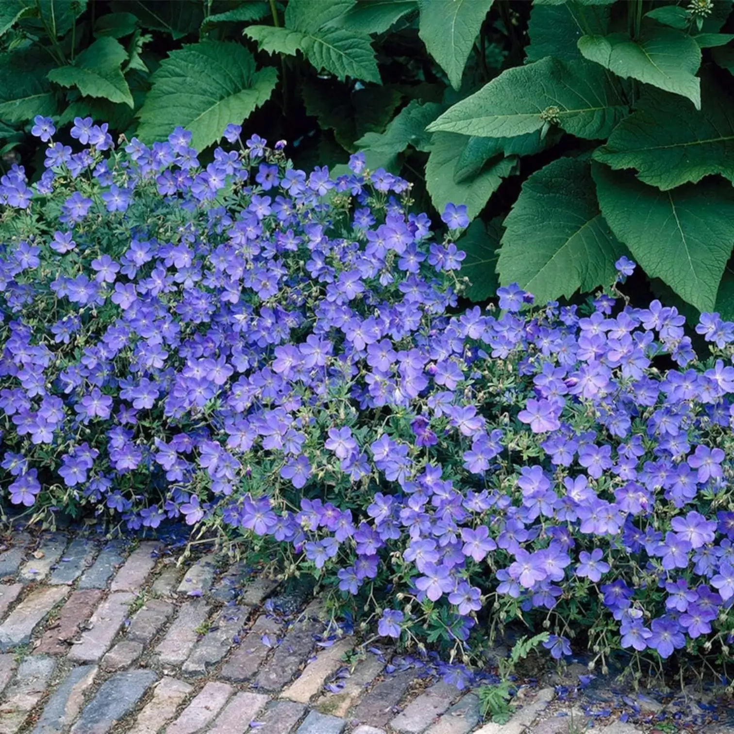 Geranium 'Johnson's Blue' – Detailaufnahme.