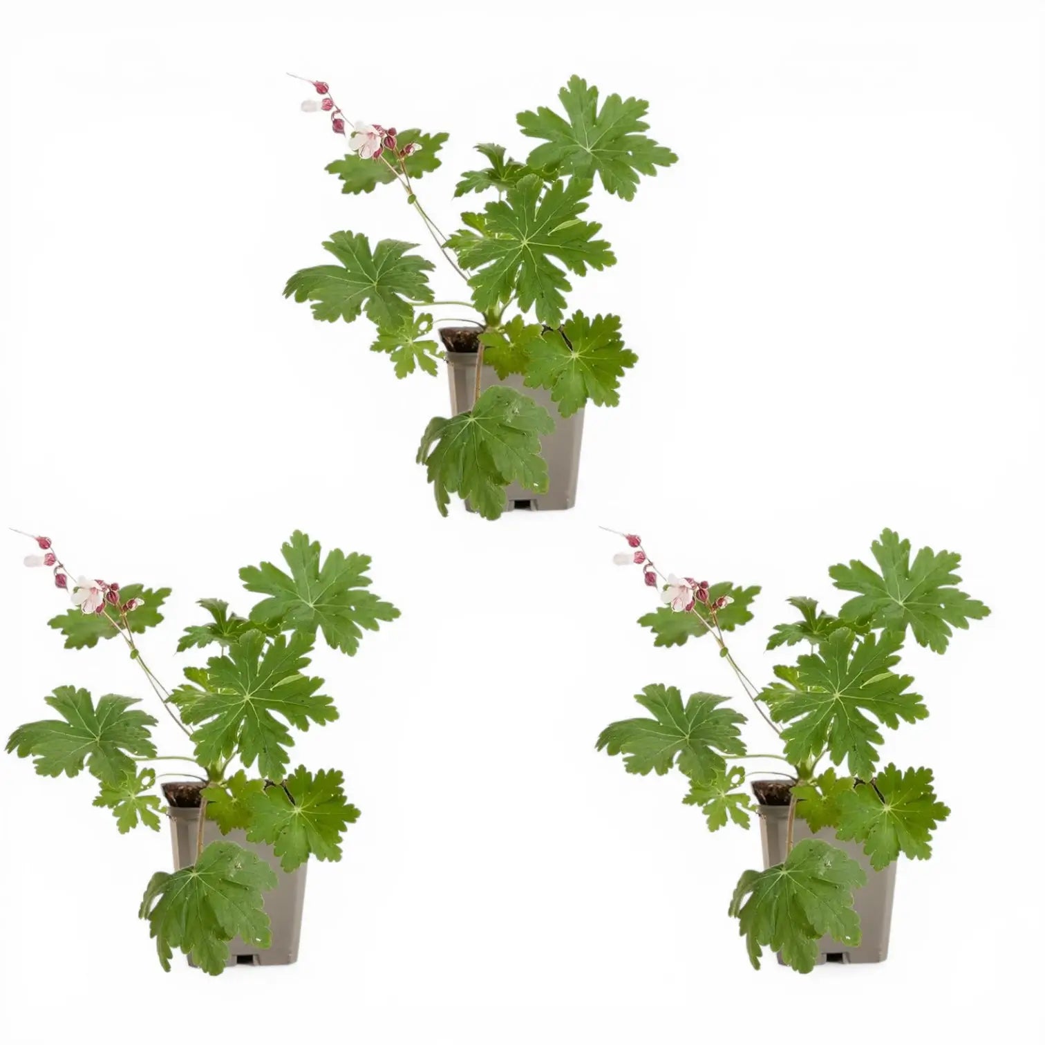 Geranium macrorrhizum 'Spessart' – Nahaufnahme.