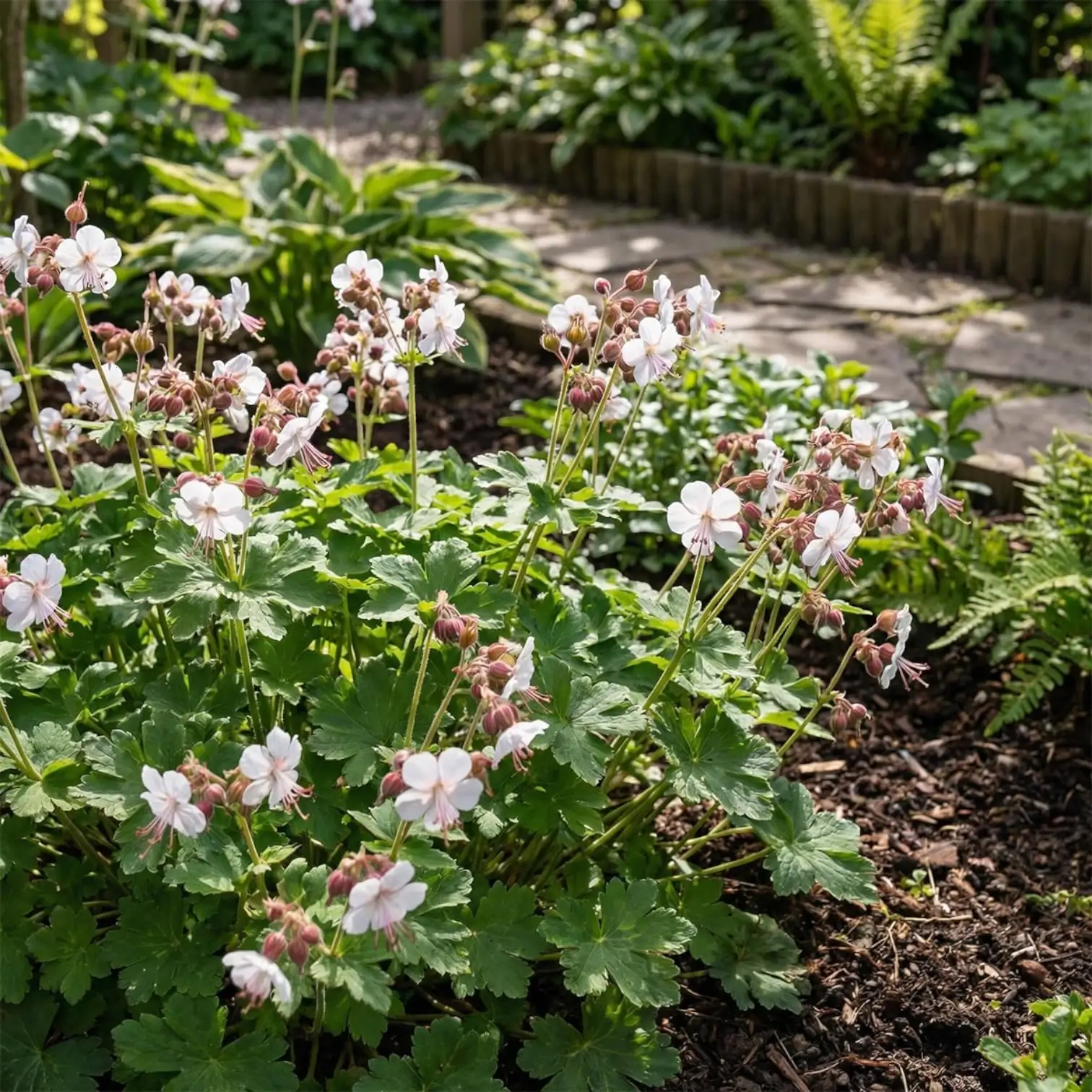Geranium macrorrhizum 'Spessart' – Nahaufnahme.