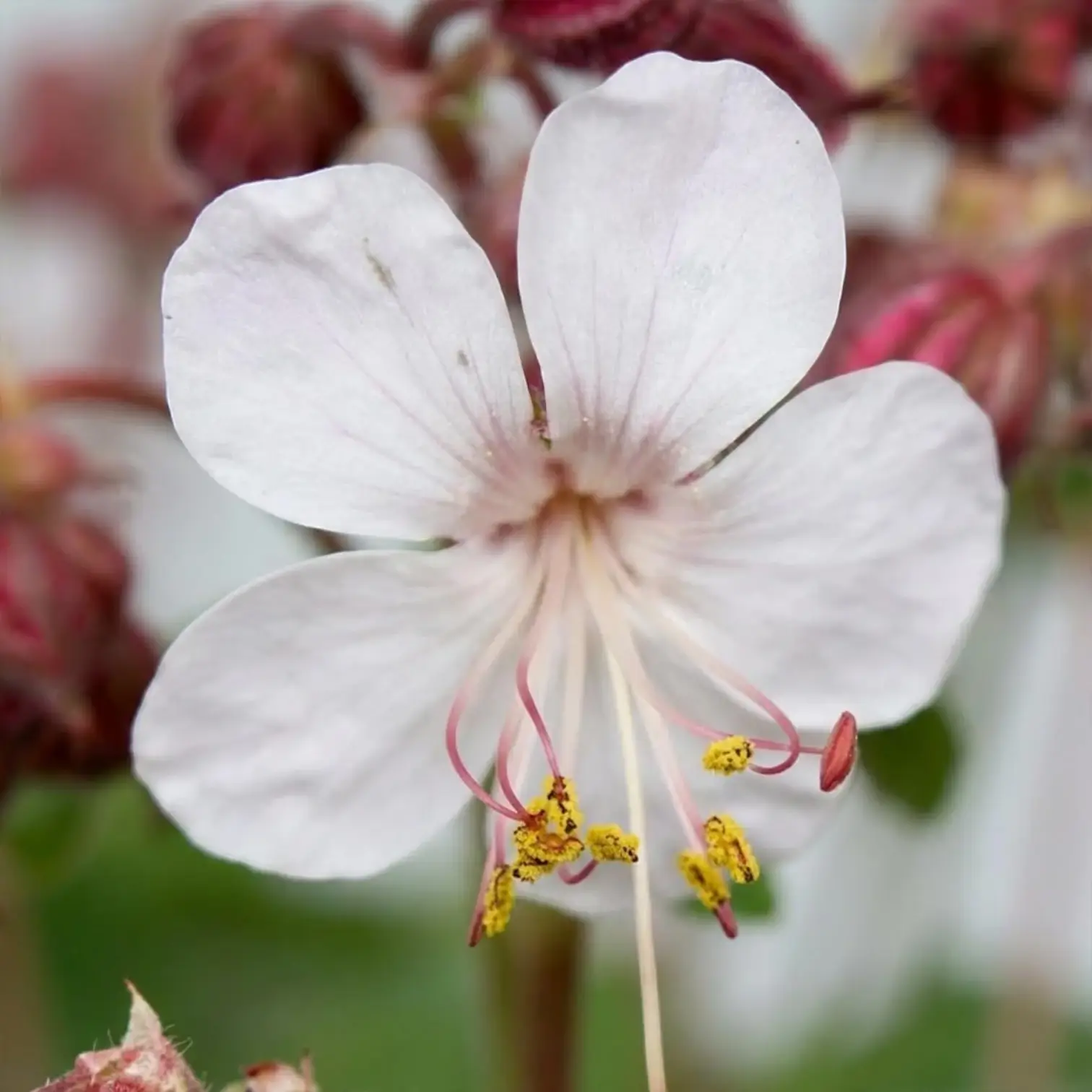 Geranium macrorrhizum 'Spessart' – Detailaufnahme.
