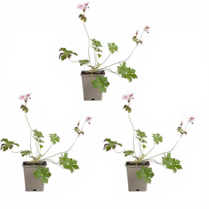 Geranium × cantabrigiense 'Biokovo' – Detailaufnahme.