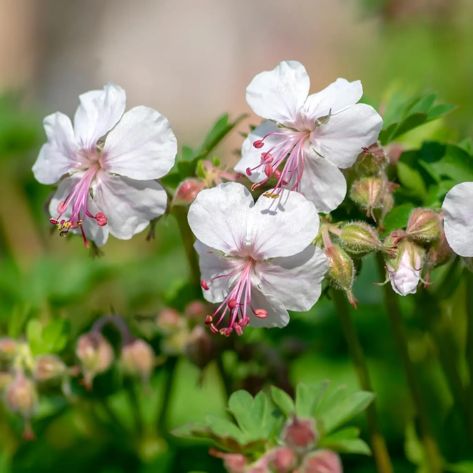 Geranium × cantabrigiense 'Biokovo' – Nahaufnahme.