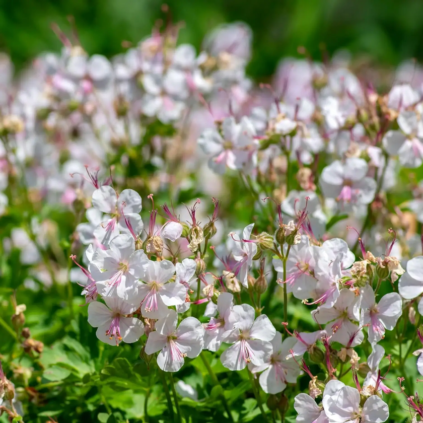 Geranium × cantabrigiense 'Biokovo' – Detailaufnahme der Pflanze.