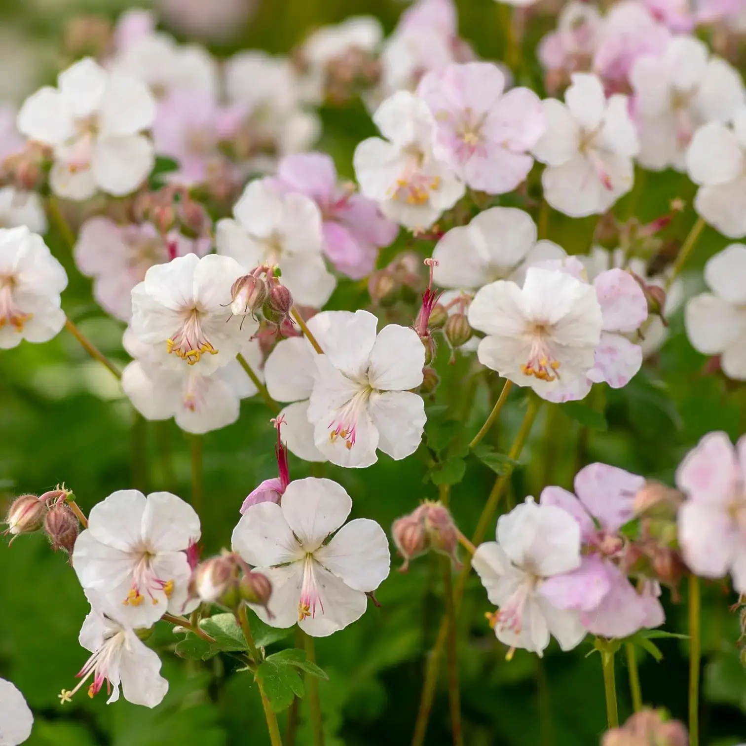Geranium × cantabrigiense 'Biokovo' – Detailaufnahme der Pflanze.