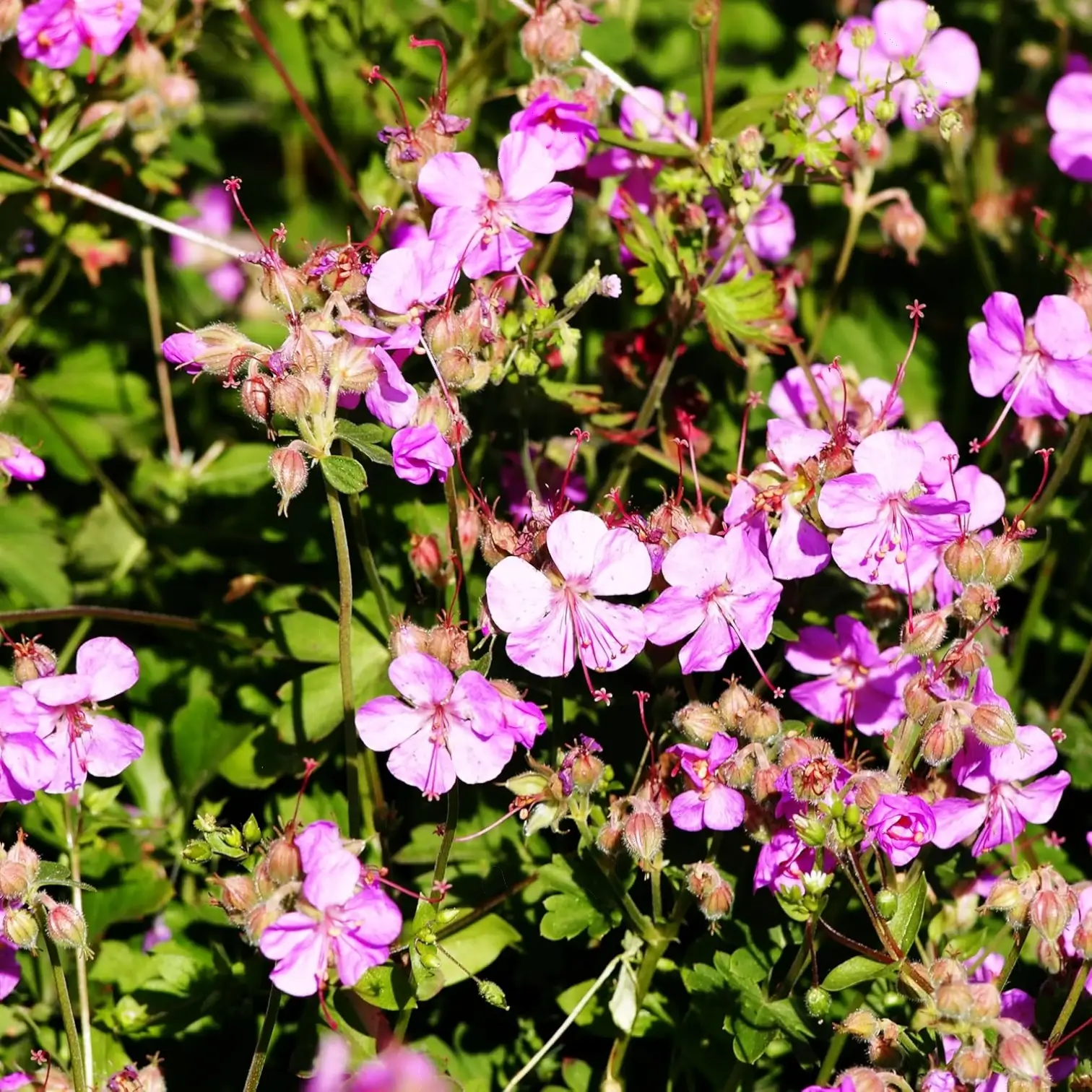 Geranium × cantabrigiense 'Cambridge' – Detailaufnahme.