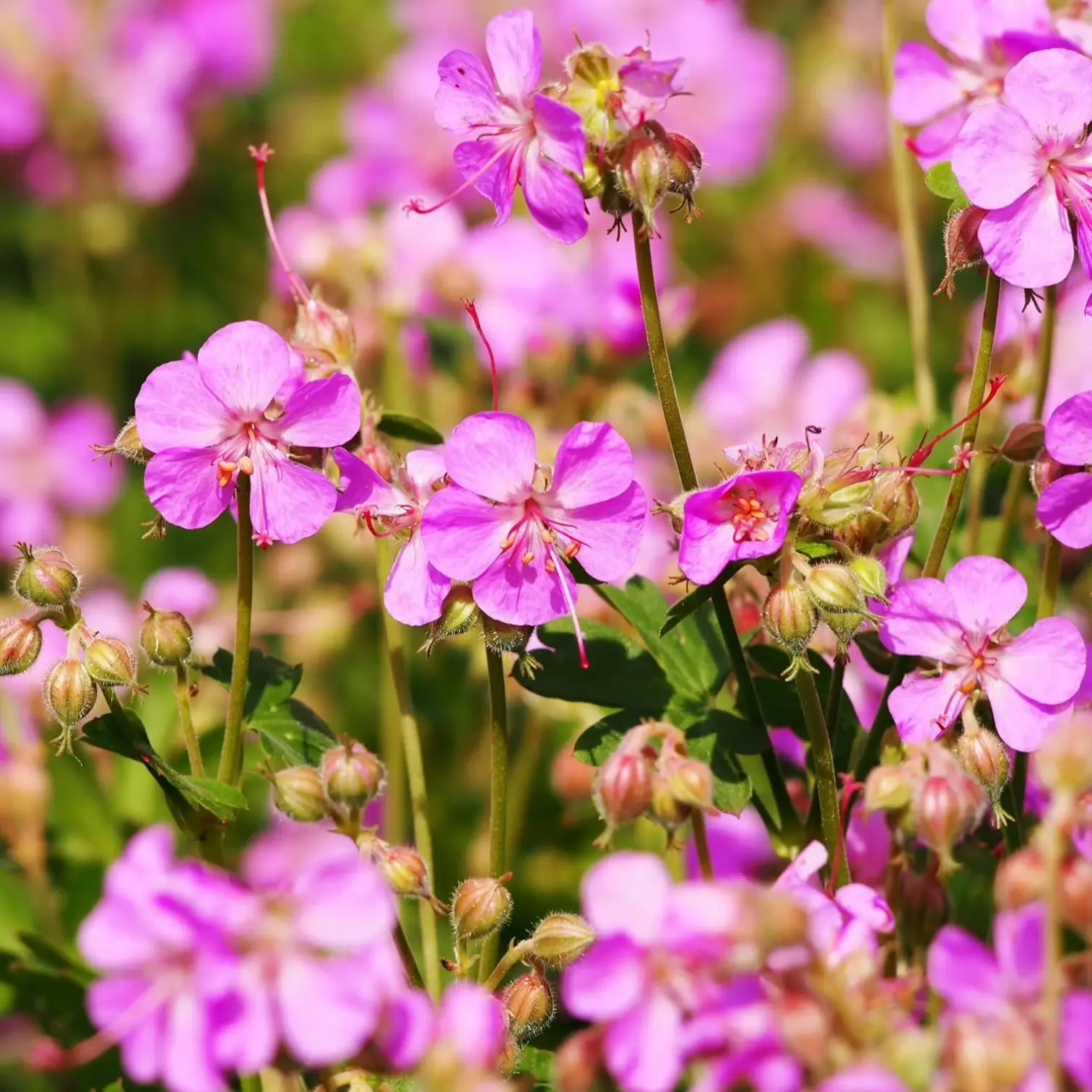 Geranium × cantabrigiense 'Cambridge' – Nahaufnahme.