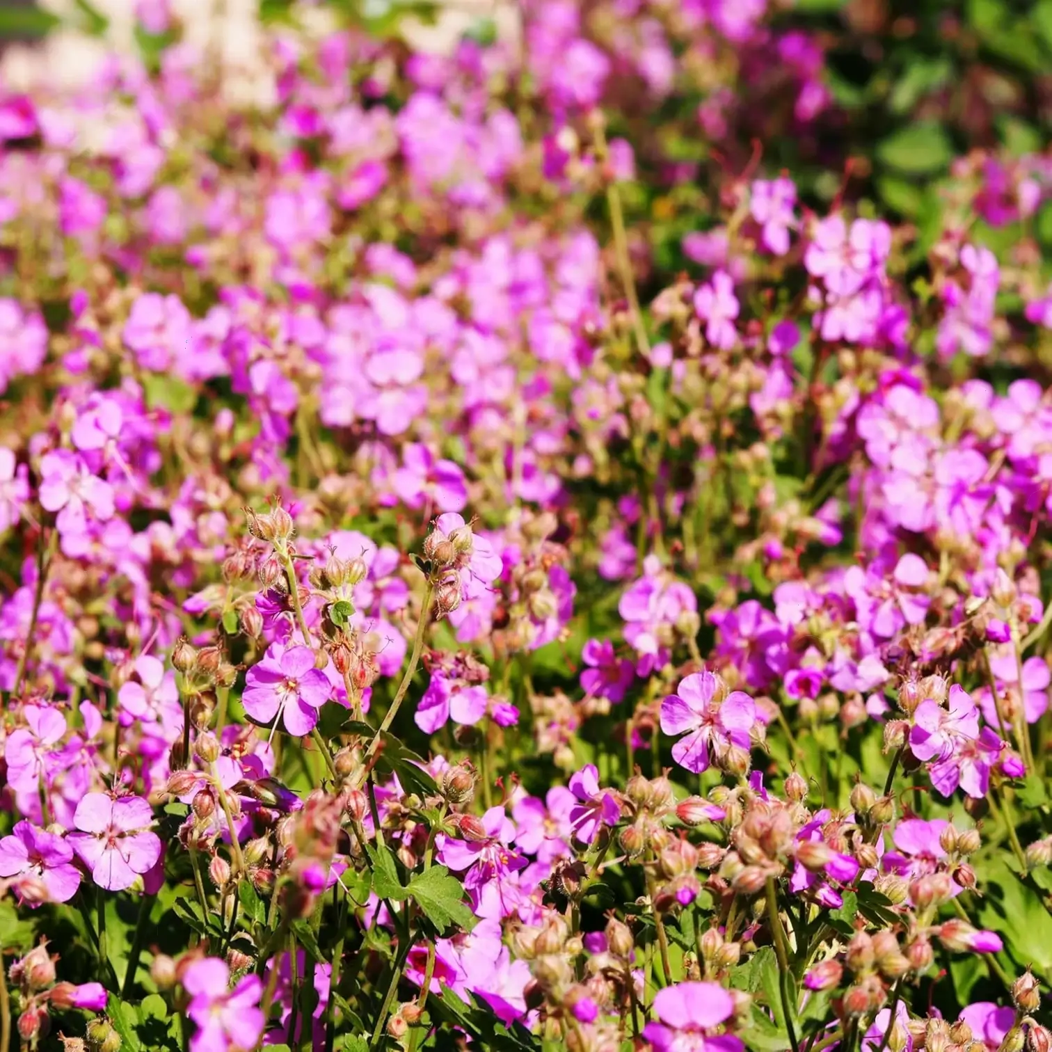 Geranium × cantabrigiense 'Cambridge' – Detailaufnahme der Pflanze.