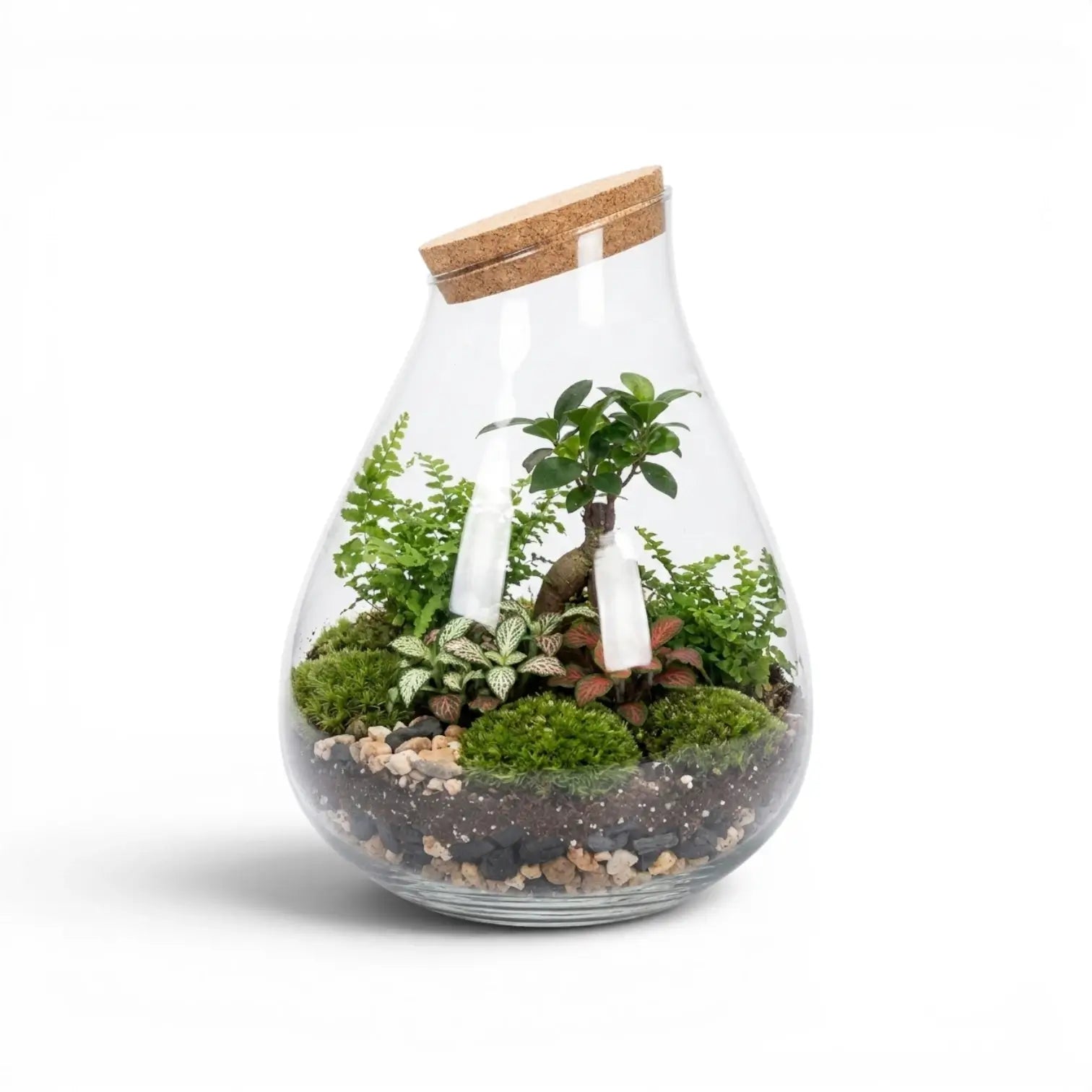 Glas-Terrarium Drop mit Pflanzen auf weißem Hintergrund