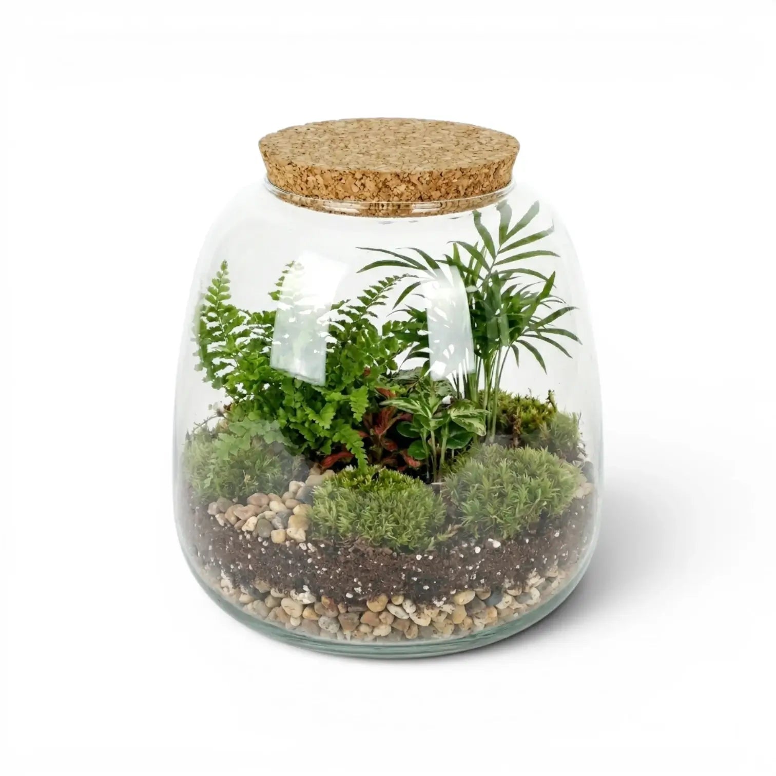 Glas-Terrarium Richmond mit Pflanzen und Korkdeckel auf weißem Hintergrund
