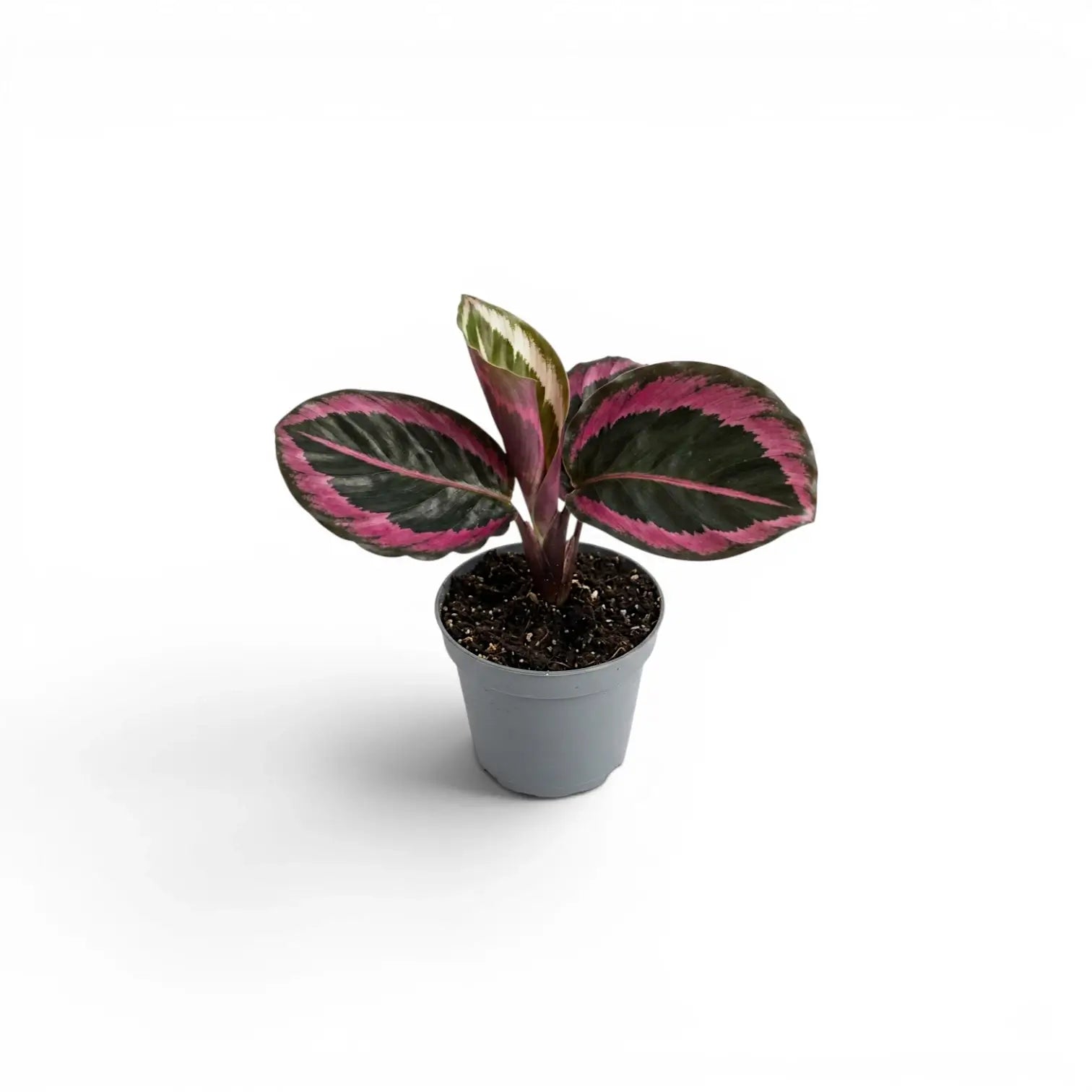 Goeppertia Princess Jessie, auch Calathea, Baby-Pflanze im Kulturtopf.