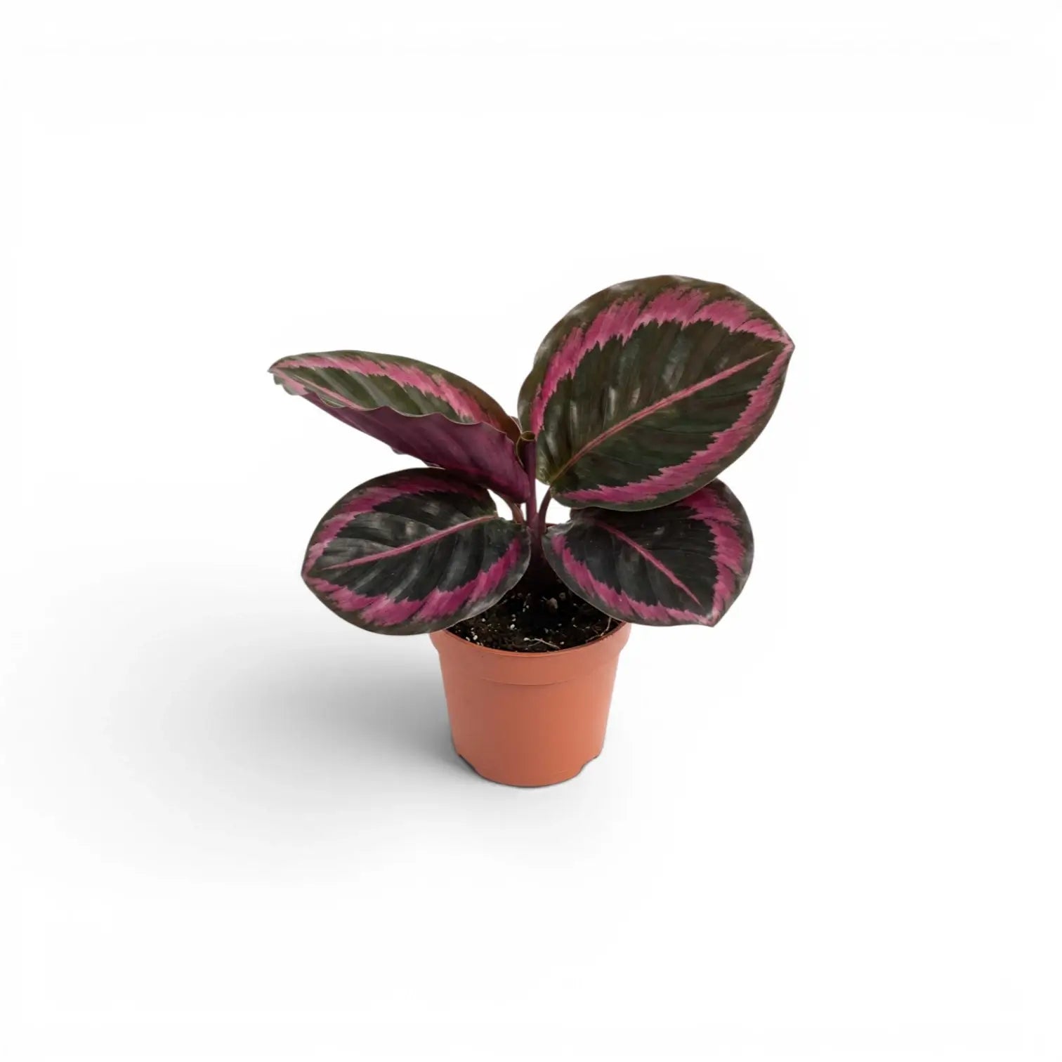 Goeppertia Princess Jessie, auch Calathea, Baby-Pflanze im Kulturtopf.