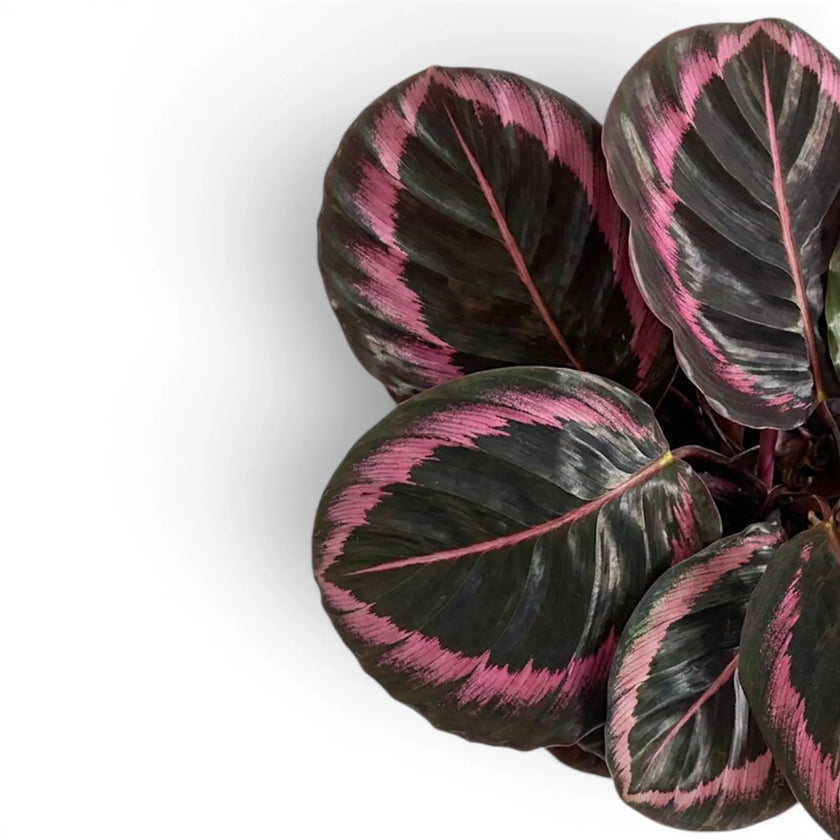 Goeppertia Princess Jessie, auch Calathea, Nahaufnahme mit gemusterten grünen Blättern.