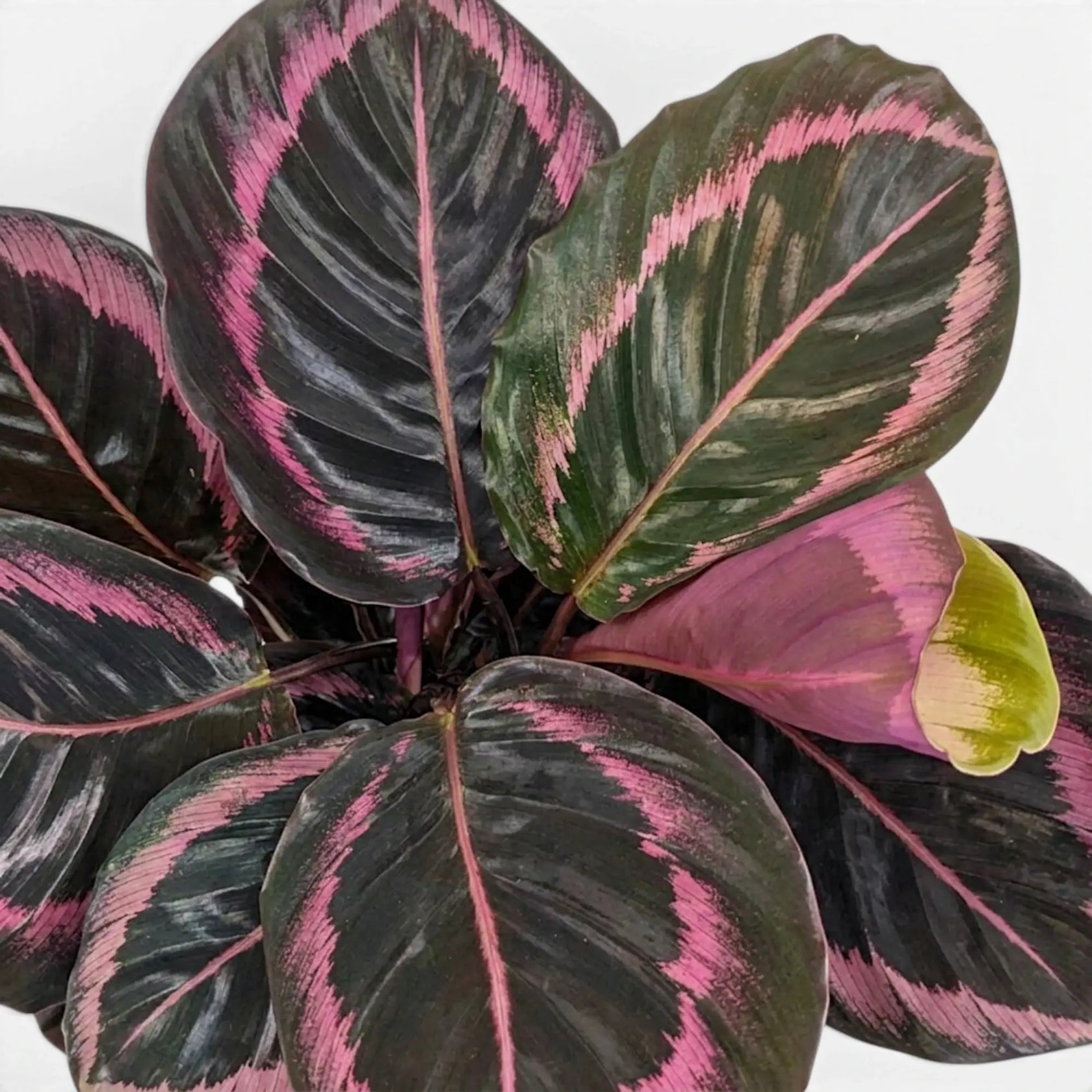 Goeppertia Princess Jessie, auch Calathea, Nahaufnahme mit gemusterten grünen Blättern.