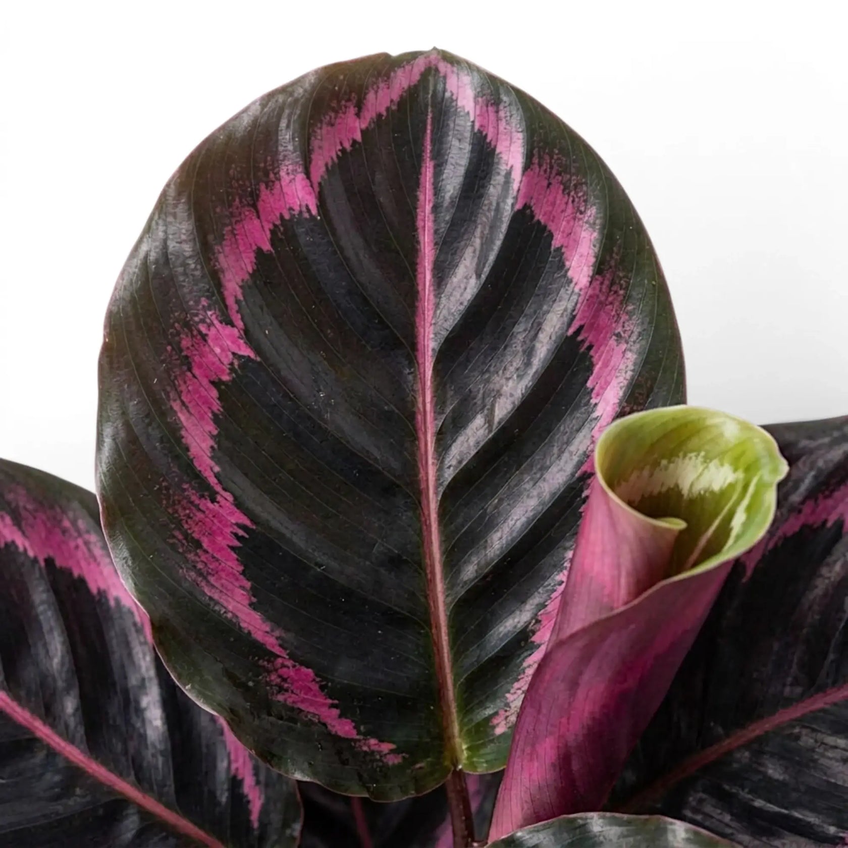 Goeppertia Princess Jessie, auch Calathea, Nahaufnahme mit gemusterten grünen Blättern.
