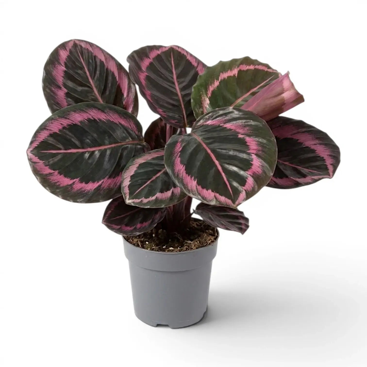Goeppertia Princess Jessie, auch Calathea, im Kulturtopf.