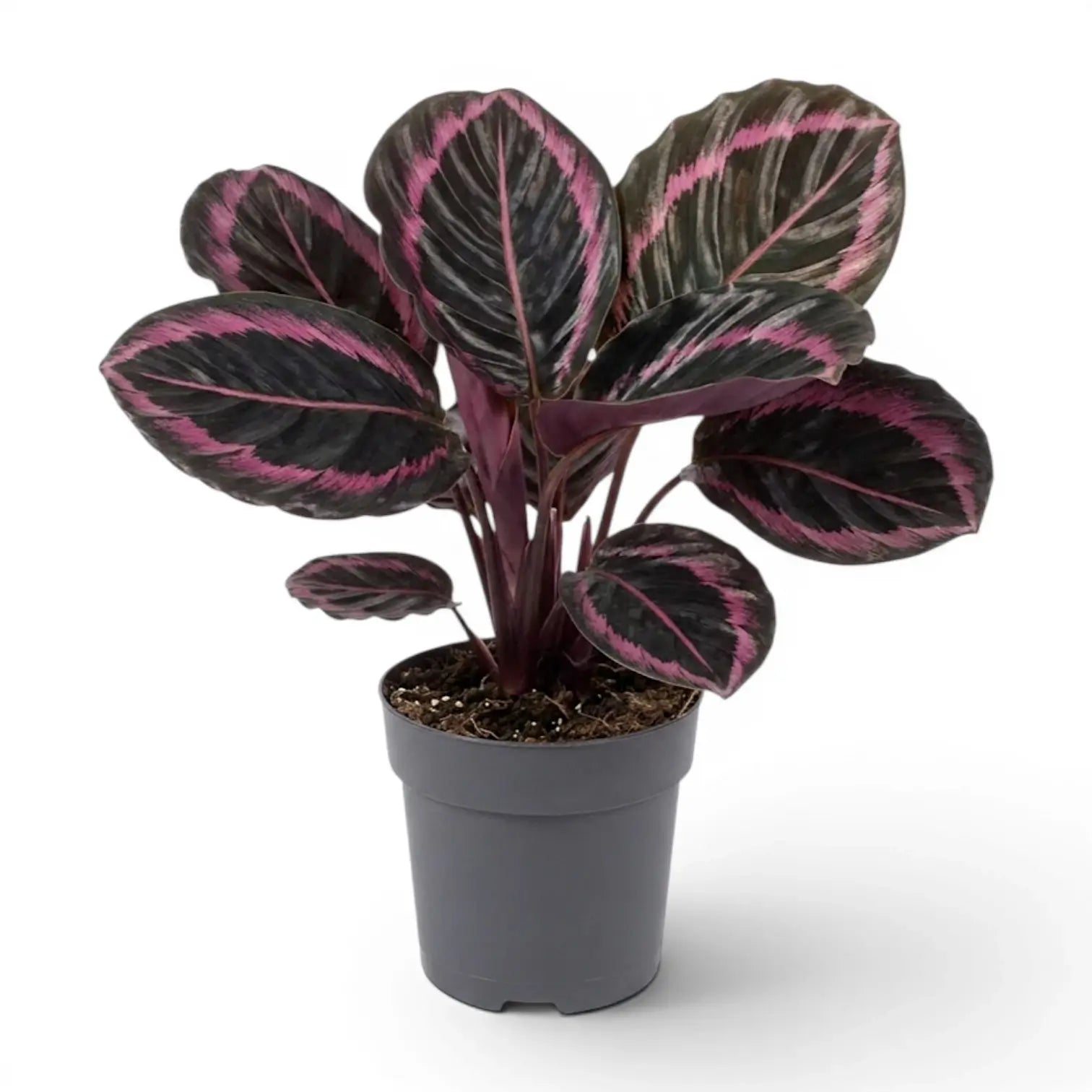 Goeppertia Princess Jessie, auch Calathea, im Kulturtopf.