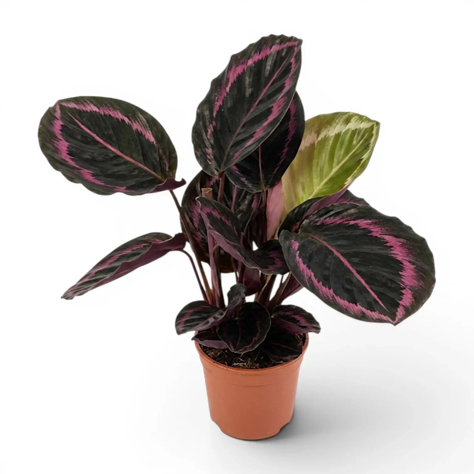 Goeppertia Princess Jessie, auch Calathea, im Kulturtopf.