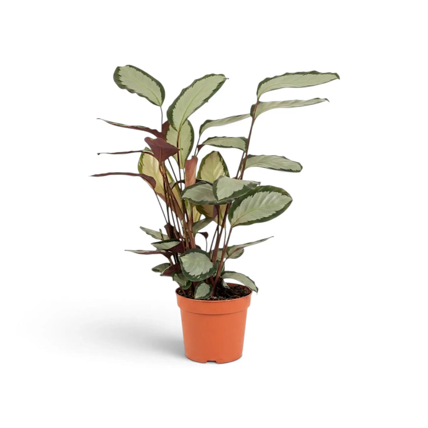 Upright Goeppertia 'Argentea' in a nursery pot with silver leaves on slender burgundy stems.