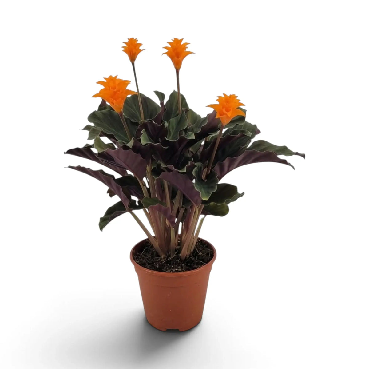 Goeppertia crocata ‘Candela’ mit leuchtend orangefarbenen Blütenständen über dunklen, gewellten Blättern