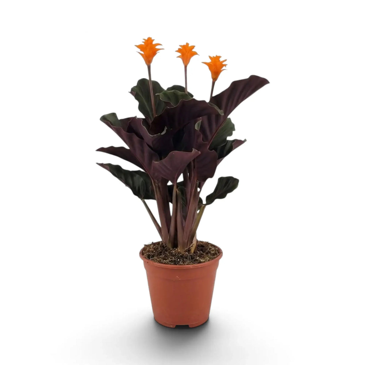 Goeppertia crocata ‘Candela’ mit orangefarbenen Blütenständen und purpurfarbenen Blattunterseiten