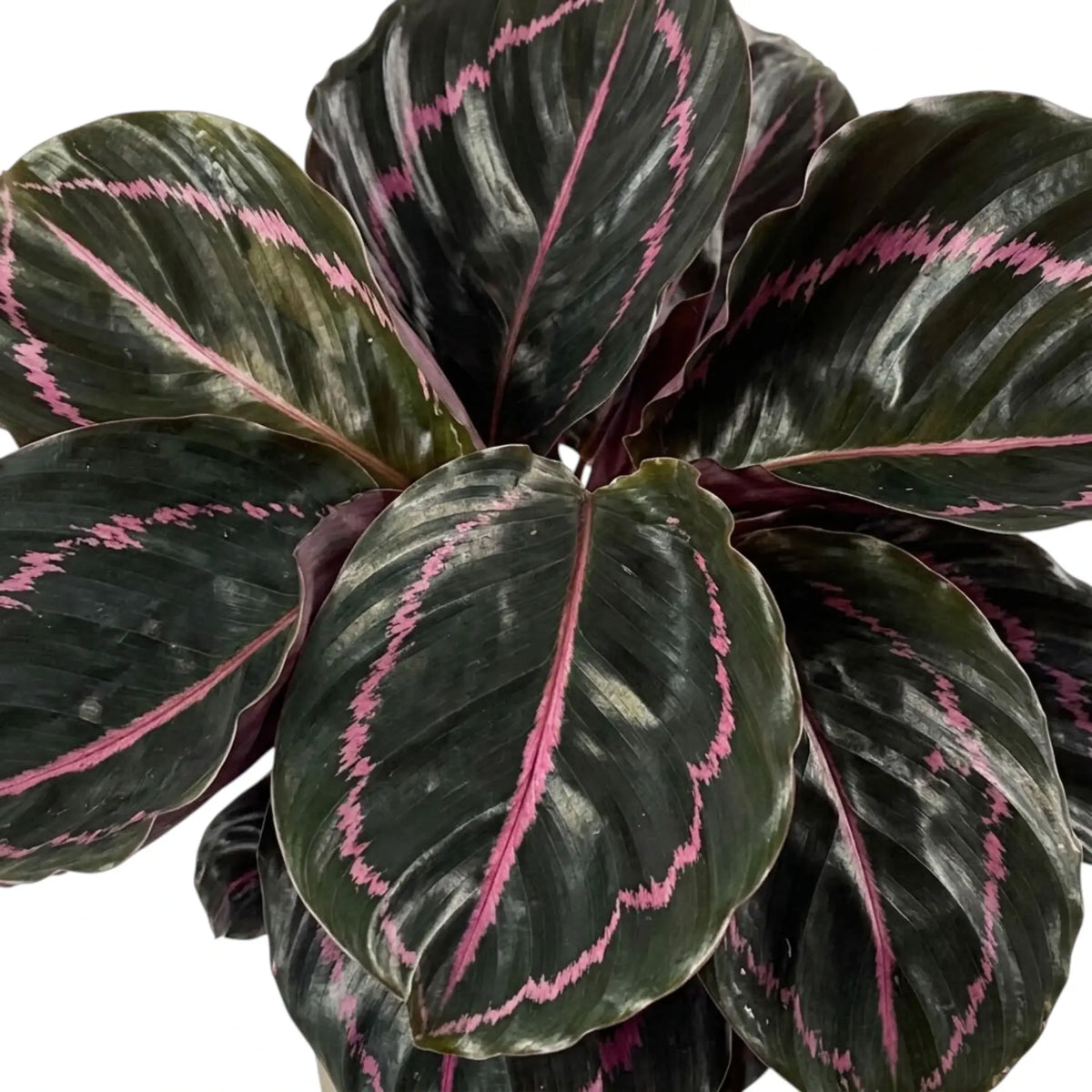 Blätter der Goeppertia 'Dottie' mit leuchtend rosa Mitteladern und geschwungenen rosa Bändern