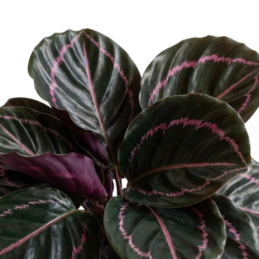 Close view of Goeppertia 'Dottie' foliage showing dark glossy leaves and burgundy backs