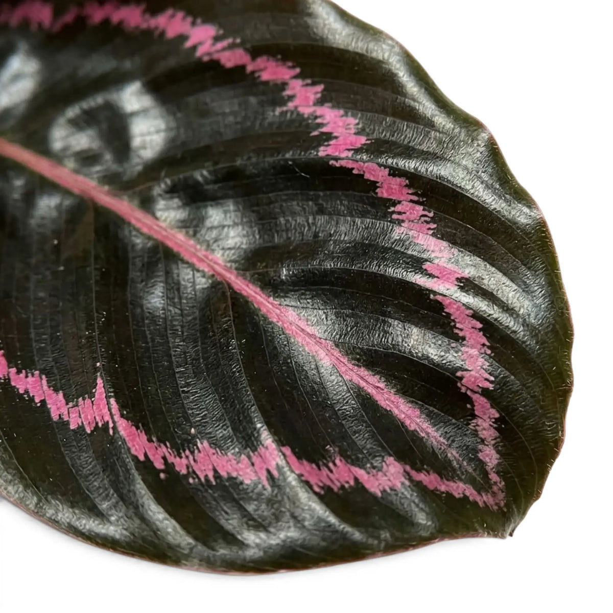 Blatt der Goeppertia 'Dottie' mit leuchtend rosa ovalem Muster und federartig auslaufenden Rändern