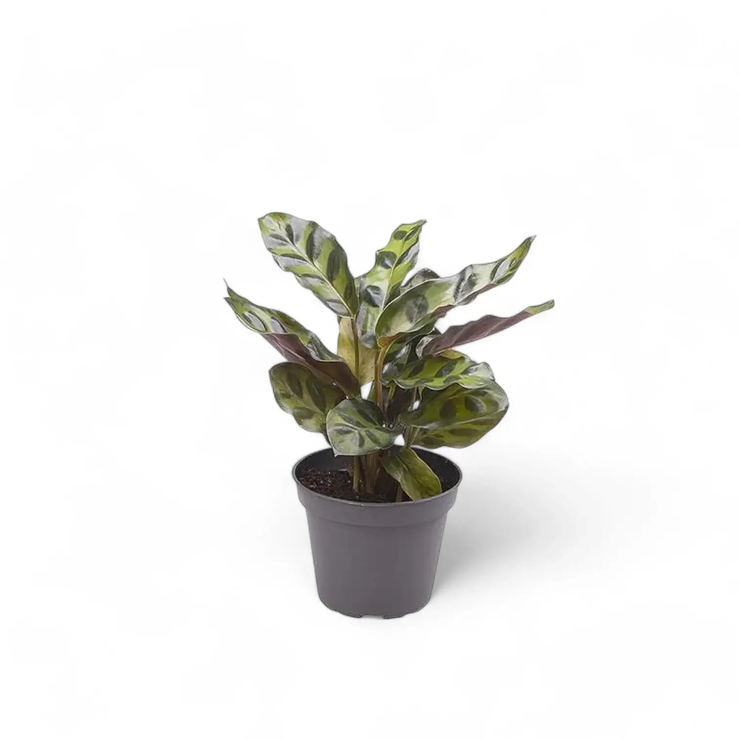 Goeppertia (Calathea) insignis potted plant in nursery pot on white background.