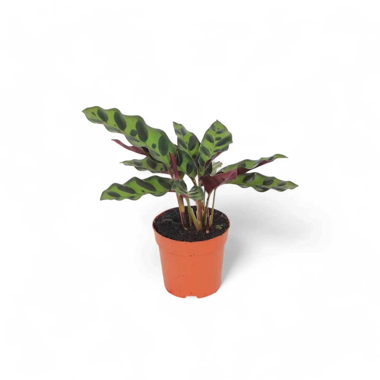 Goeppertia (Calathea) insignis potted plant in nursery pot on white background.