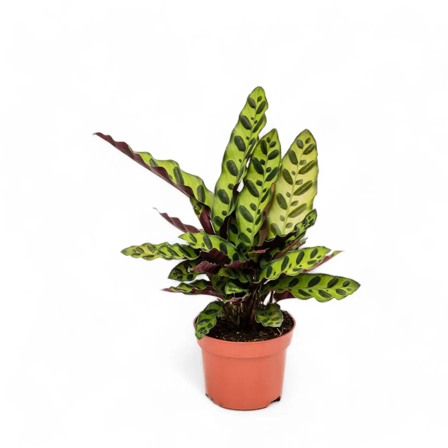 Goeppertia (Calathea) insignis potted plant in nursery pot on white background.