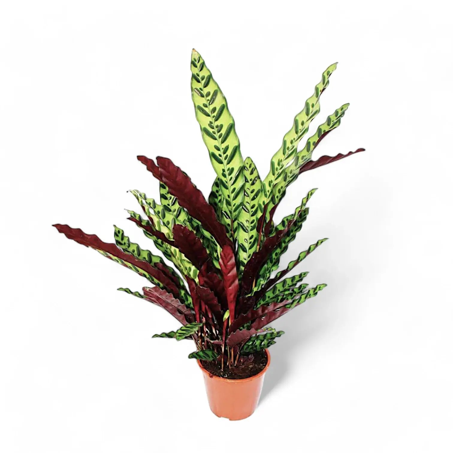 Goeppertia (Calathea) insignis potted plant in nursery pot on white background.