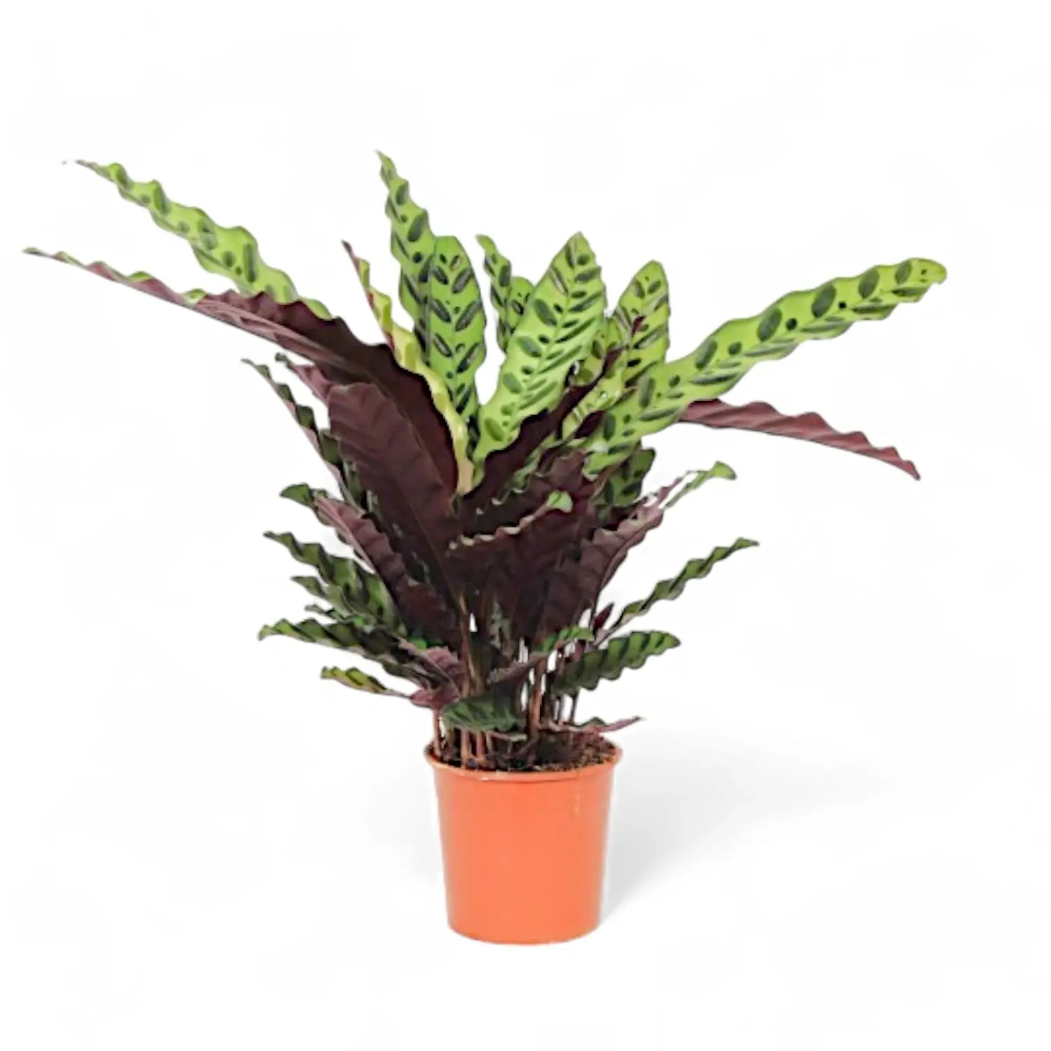 Goeppertia (Calathea) insignis potted plant in nursery pot on white background.